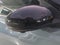 2024 Nissan SENTRA 4P SR BI-TONO L42.0 AUT